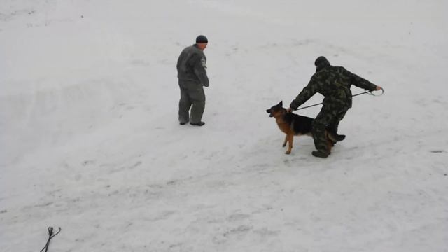 отработка рабочих качеств собаки на охраняемом объекте смотреть онлайн