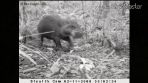 Неизвестные Животные Планеты Земля 153 - Малагасийский Бегемот (Мангарисоака)