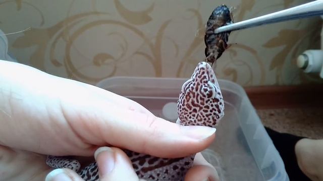 Сильный синдром у самки эублефаров