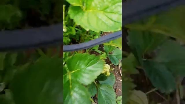 Роксана крупноплодная земляника смотреть онлайн