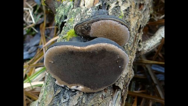 Phellinus igniarius смотреть онлайн