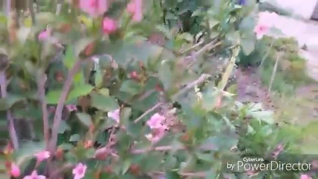 Вейгела. Обрезка после цветения. смотреть онлайн