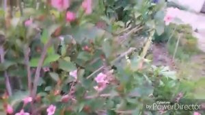 Вейгела. Обрезка после цветения.