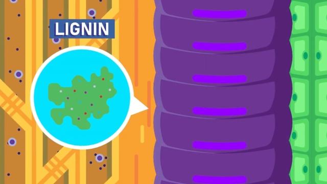 Xylem and Phloem - Transport in Plants | Biology | FreeAnimatedEducation смотреть онлайн