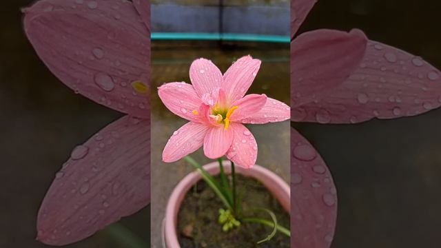 Rain lily.... Z. Miss Ruby смотреть онлайн