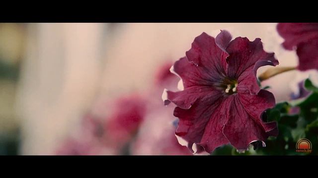 Кавер-дуэт "2\5" - "Comme Toi" Светлогорск. 2017г. смотреть онлайн