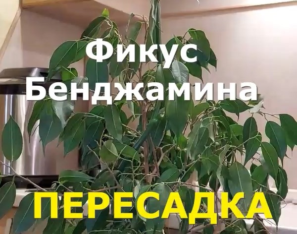 фикус Бенджамина пересадка смотреть онлайн