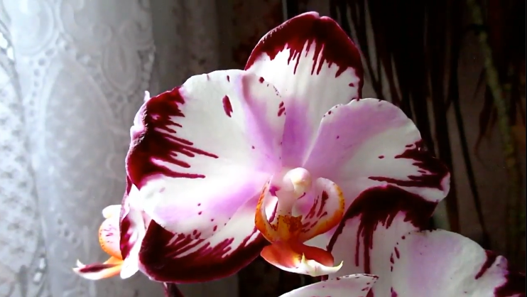 ???Орхидея в воде. Dips. Ever Spring Prinse или Легенда!!!! КрасоткаOrchid Legend. Divine Beauty