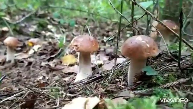 Опята, первые кнопки. смотреть онлайн