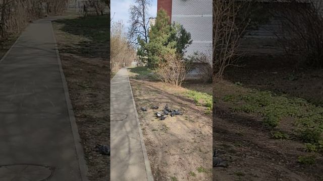 13 апреля 2023 года. Йога - Единение, в первую очередь с природой. С чего начинается день. смотреть онлайн
