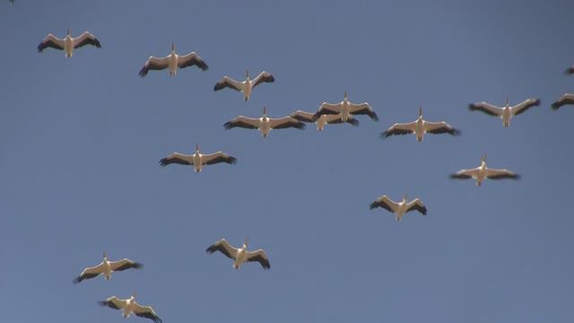 Нижнезаморское. Пеликаны смотреть онлайн