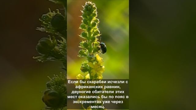Если бы скарабеи исчезли с африканских равнин двуногие обитатели этих мест оказались бы в полной .. смотреть онлайн
