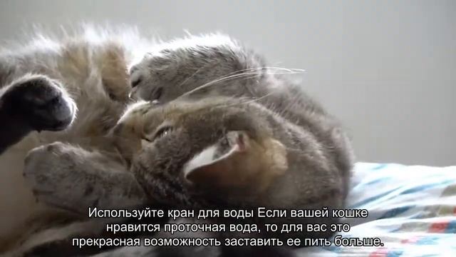 Кошка пьет мало воды. Что делать? смотреть онлайн