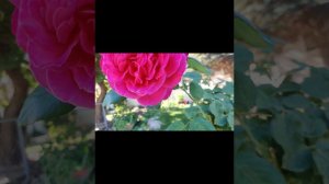 pink peace rose