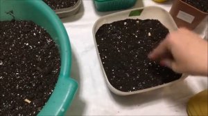 Садим Лук ЭКСИБИШЕН на рассаду в Сибири