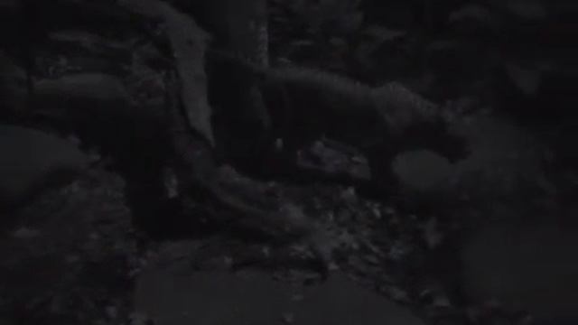 Singapore Night safari LEOPARD смотреть онлайн