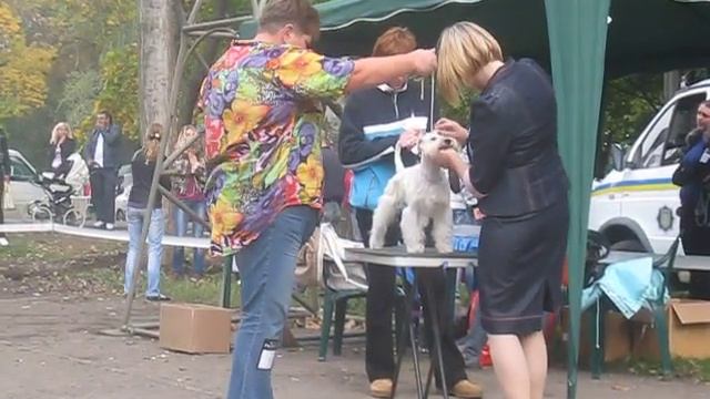 ЦВЕРГШНАУЦЕР БЕЛЫЙ - КОБЕЛЬ ОТКРЫТЫЙ смотреть онлайн