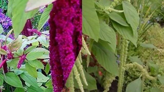 Амарант красивый цветок смотреть онлайн