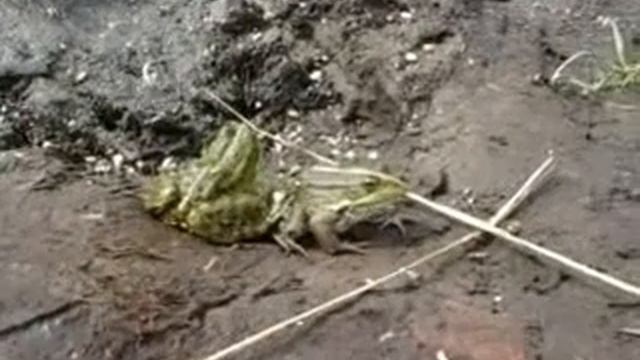Царевна лягушка смотреть онлайн