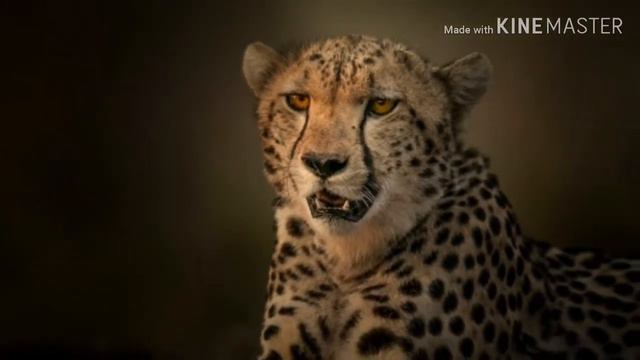 Песня Cygo гепарда!!!