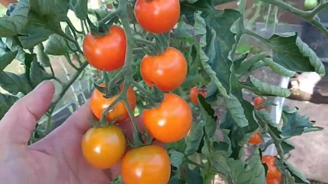 Томаты черри" Кира." смотреть онлайн