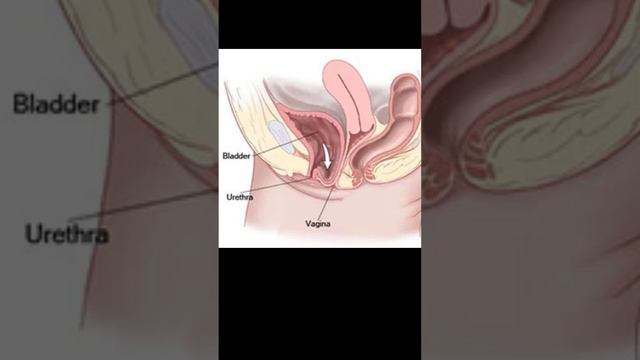 Pelvic floor after birth | why do you need to strengthen your pelvic floor смотреть онлайн