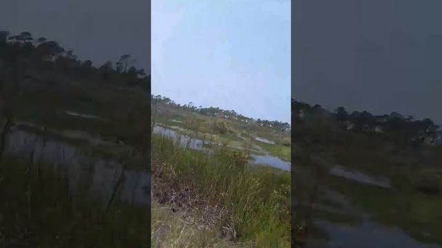 I was able to git very close to a deer in saint Andrew's state park смотреть онлайн