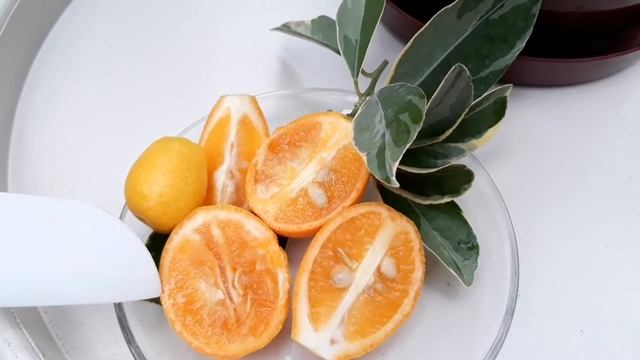 Fortunella Margarita 