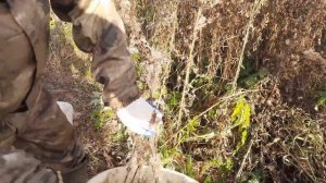 тонна мёда с гектара . собираем семена мордовника