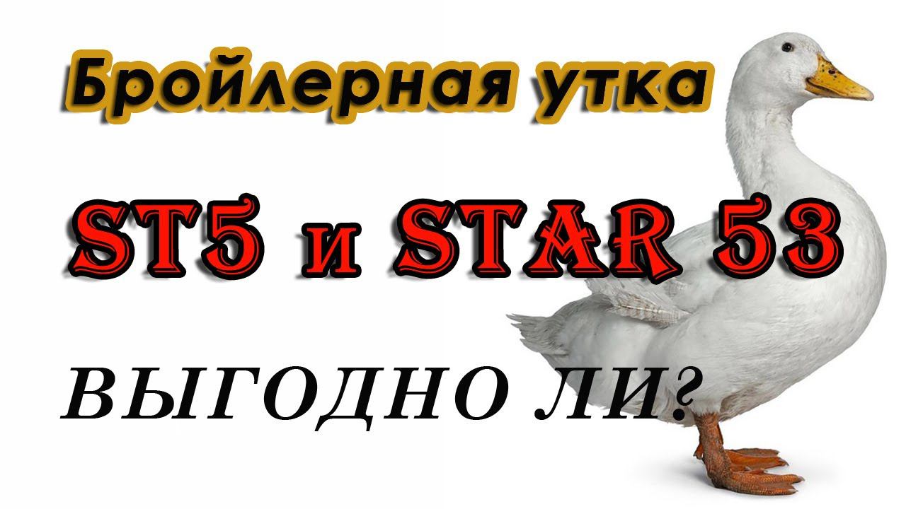 БРОЙЛЕРНАЯ УТКА ST5 И STAR 53, выгодно или нет. Принимаю заявки на мясного бройлера. смотреть онлайн