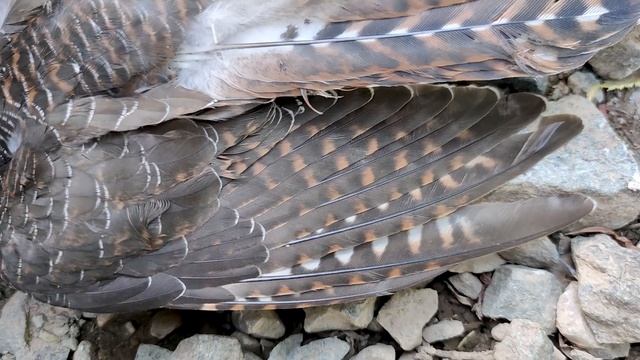 Кукушка, кукушка, покажи лапки смотреть онлайн