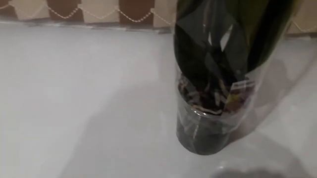Обзор орхидей часть 1 . Новинка 12.2018г. смотреть онлайн
