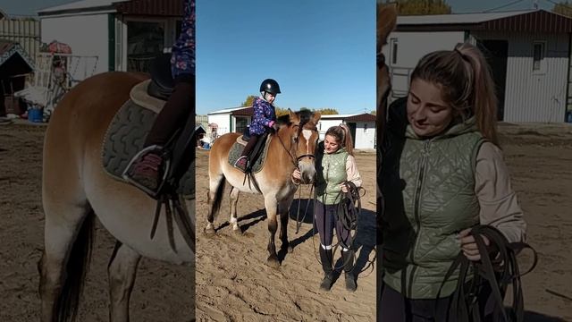 Самый красивый мерин - Нагар, белорусская упряжная смотреть онлайн