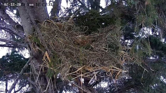 Ellis Farm-Red Squirrel Checks Out Nest 🌲 02/12/23 12:21 смотреть онлайн