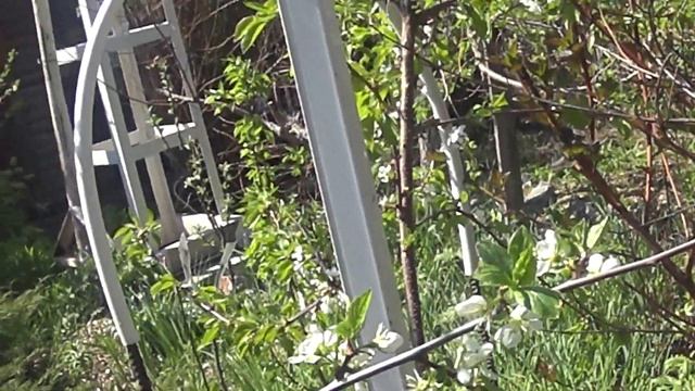 Грибной оркестр