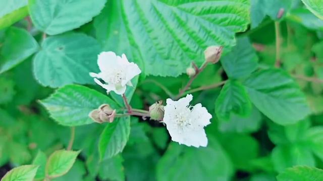 Ежевика цветёт