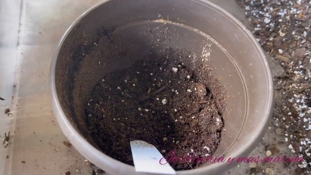 CALLISIA REPENS PINK PANTHER |tradescantia #callisiarepens #tradescantia смотреть онлайн