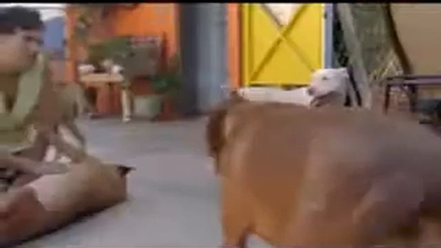 3el encantador de perros temp1 cap7 3 'el examen de sparky' смотреть онлайн