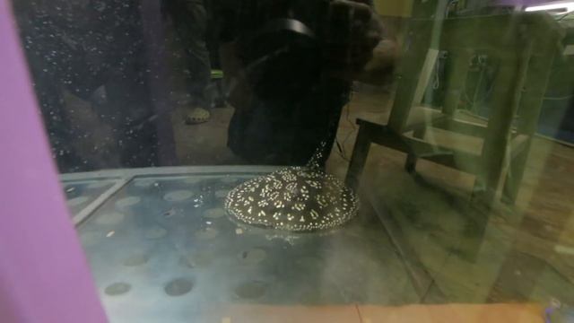 В гостях у сказки - выпуск 2. Арована, скаты, паяра, панцирные щуки смотреть онлайн