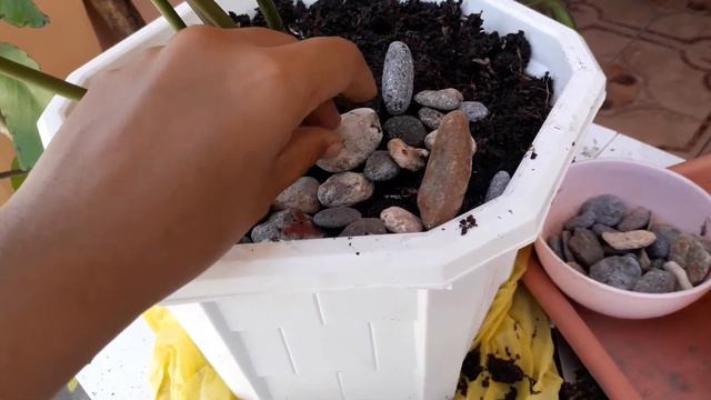 Anthurium Magnificum Propagation