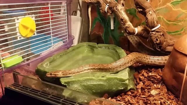 Охота колумбийского радужного удава (Colombian rainbow boa hunting) смотреть онлайн