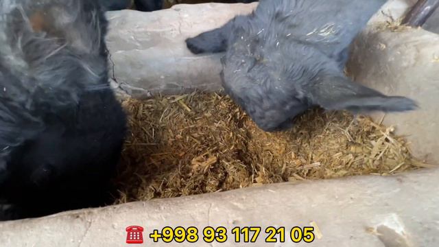 ЯНГИ ПАРТИЯ АНГУС ХУ́КИЗЛАР КЕЛДИ ЗУ́РЛАРИДАН !!! ХОРАЗМ БОЗОР смотреть онлайн