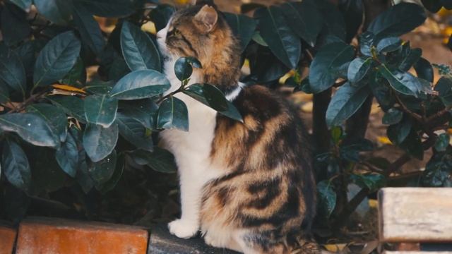 5 Amazing Facts You Didn’t Know About Tabby Cats! смотреть онлайн