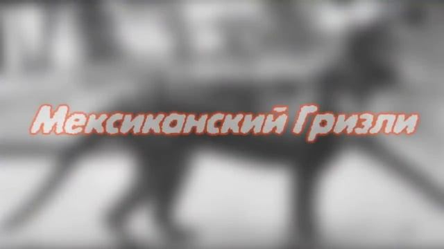 15 ВЫМЕРШИХ видов ЖИВОТНЫХ, которые, ВОЗМОЖНО, ВЫЖИЛИ смотреть онлайн