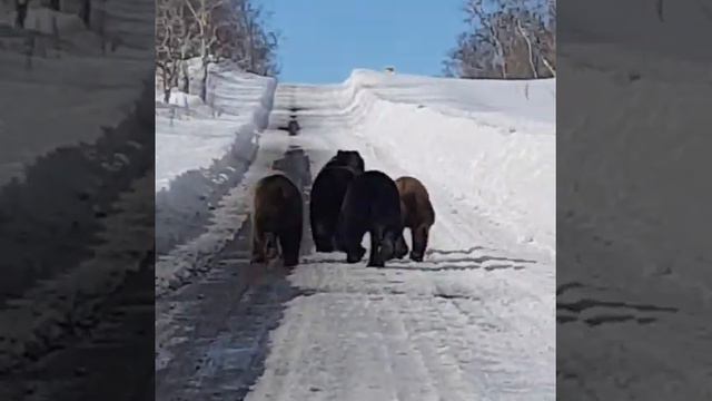 Сахалинске мишки смотреть онлайн