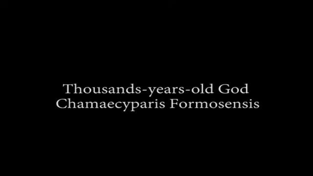 18 Thousands years old God Chamaecyparis Formosensis смотреть онлайн