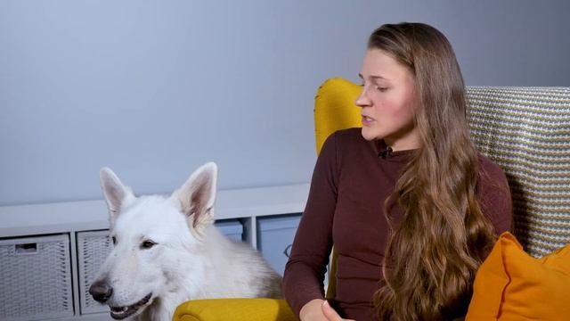 10 вопросов о БЕЛОЙ ШВЕЙЦАРСКОЙ ОВЧАРКЕ смотреть онлайн