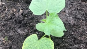 ПЕРЕСАЖИВАЕМ РАССАДУ ОГУРЦОВ В ОТКРЫТЫЙ ГРУНТ, ТЕПЛИЦУ