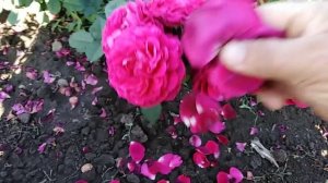 Шраб роза Графиня фон Харденберг (Astrid Grafin von Hardenberg)rozapochtoi.ru