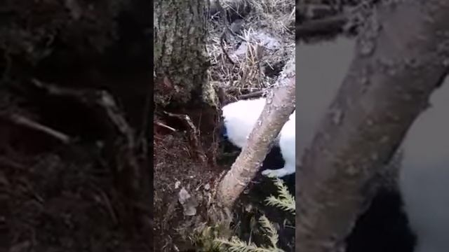 Западносибирская лайка по кличке ВАУ С Т.К., (сестра Весты С Т.К.). Нашла норку. смотреть онлайн